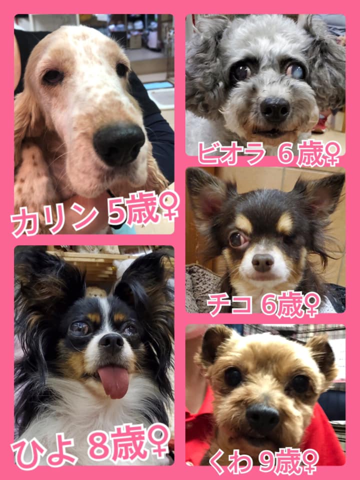 🐾今日の里親様募集中ワンコ🐶メンバーです🐾2020,8,15